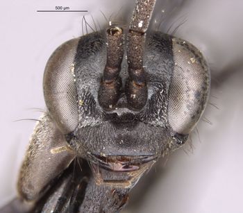 Media type: image;   Entomology 10398 Aspect: head frontal view